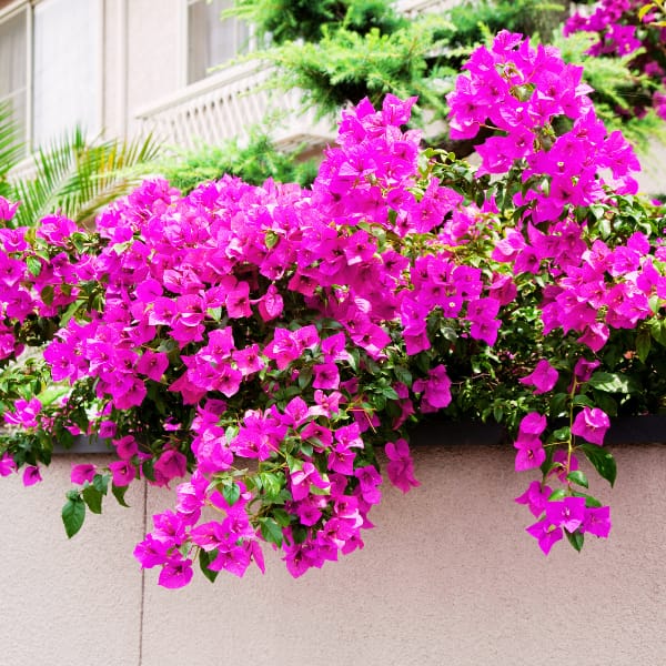 Bougainvillea Cascading Over a Wall