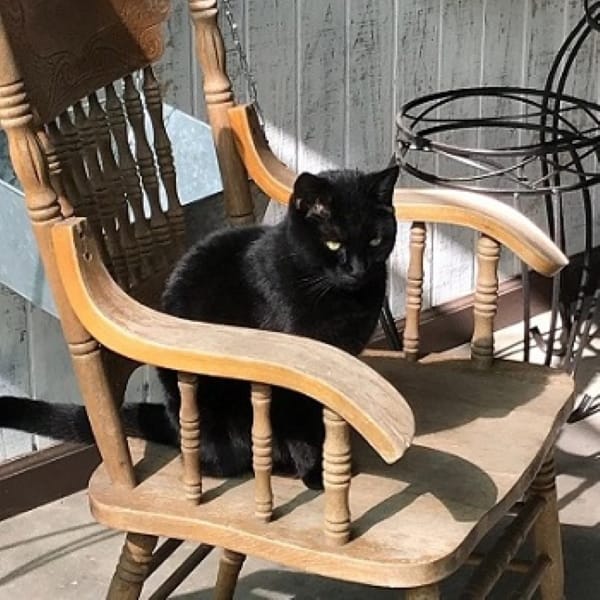 Willow the Cat in a Chair