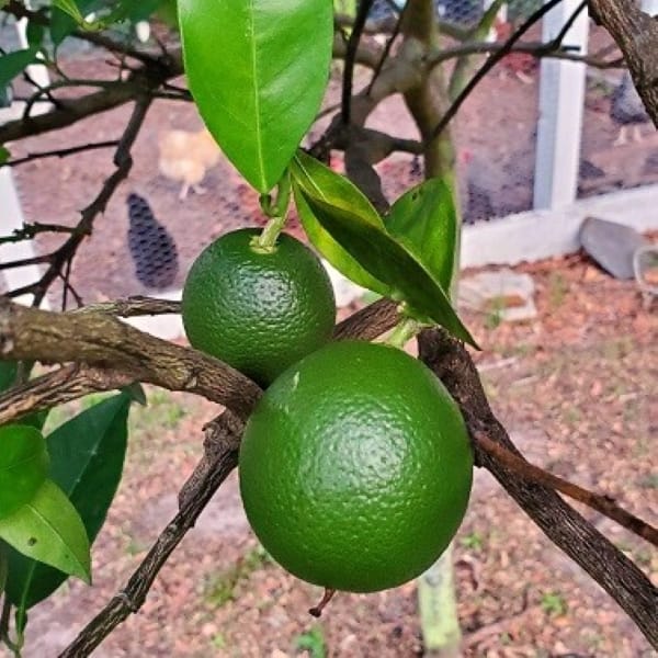Navel Oranges on Tree, fruit tree