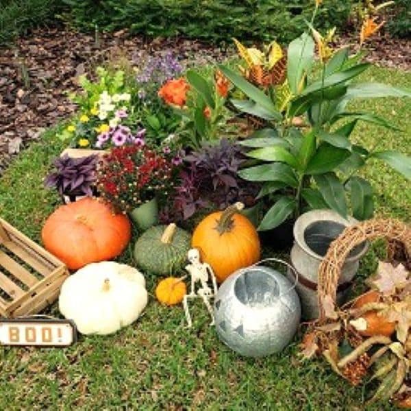 Fall Plants, Pumpkins, and Decorations