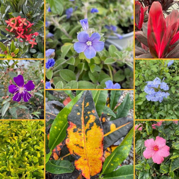 8 Photos of Plants that Should Be Protected from Cold