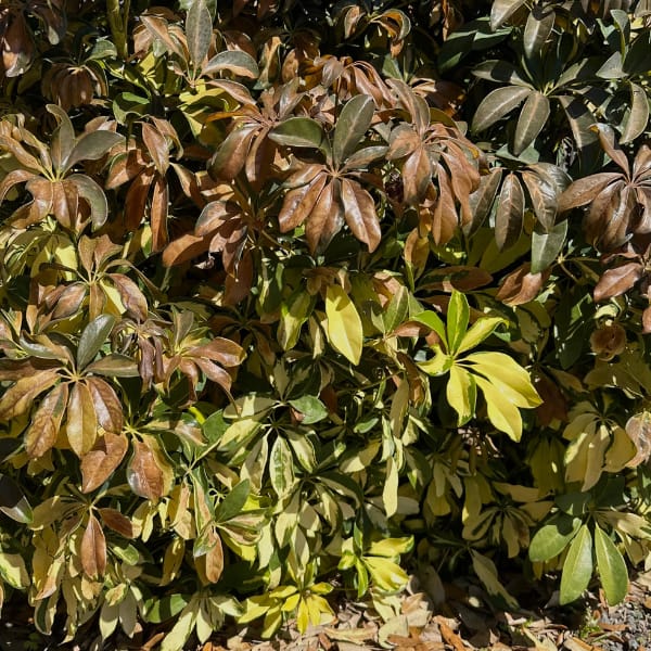 Frost-Damaged Dwarf Variegated Schefflera Shrub