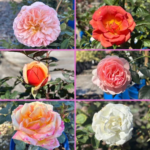 6 Different Rose Blooms