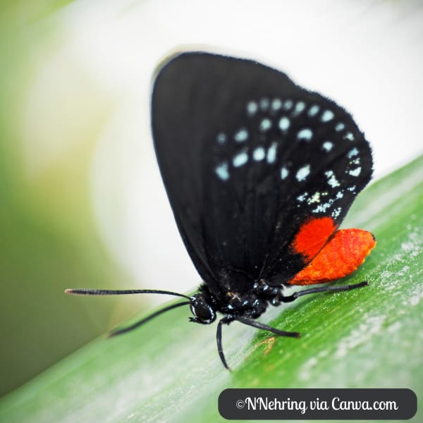 Atala Butterfly on Leaf