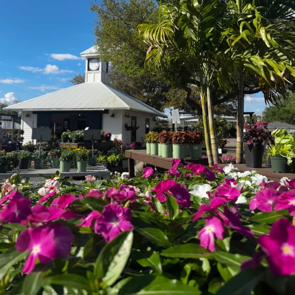 Kerby's Nursery Farmhouse with Flowers, Palm Tree, and Oak Tree