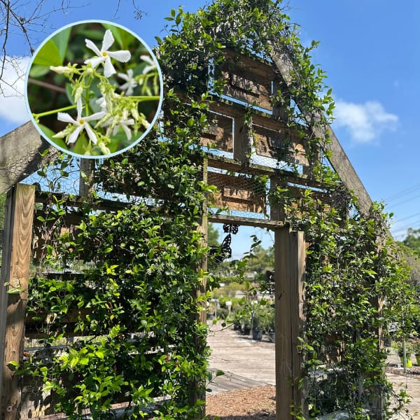 Star Jasmine Vine on Kerby's Wall with White Blooms, Inset (flowering vine)