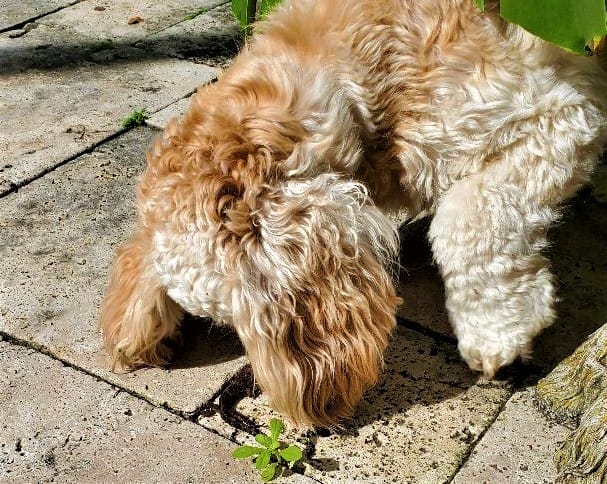 Pearl the Dog in a Standoff with a Lizard