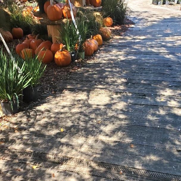 Crescent Moon-Shaped Light Through the Trees During Eclipse, October 14, 2023, at Kerby's Nursery