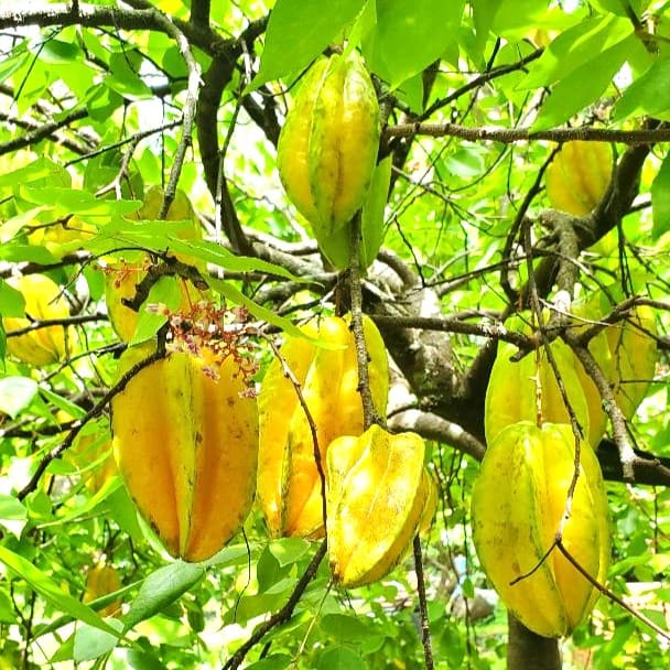 Starfruit Hanging from Tree