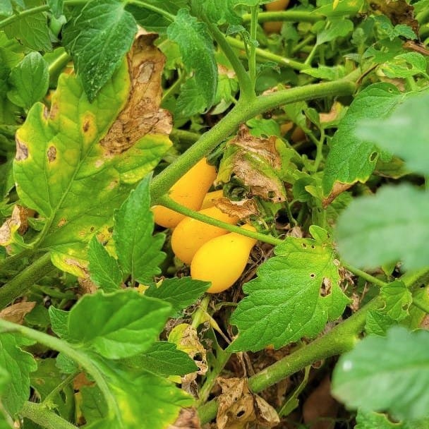 Yellow Pear Tomatoes on a Tomato Plant