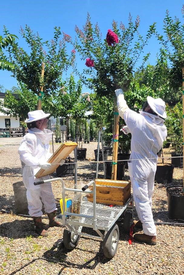 Woman and Man (Kim and Joey) in Bee Protection Suits, Capturing Bee Swarm