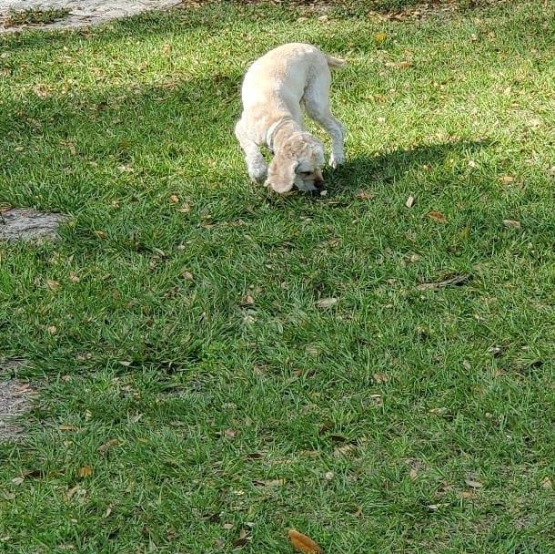 Pearl the Dog Sniffing in the Grass