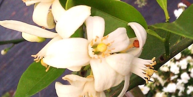 Citrus Blossoms