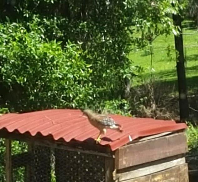 A Hawk on a Henhouse