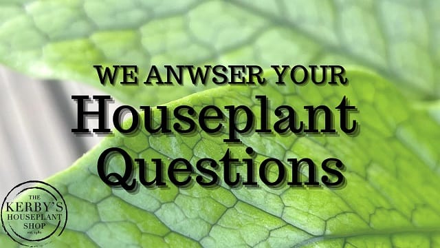 Houseplant Cover Photo for Video on "We Answer Your Houseplant Questions"