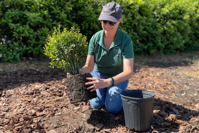 Woman gently squeezing root ball of plant.