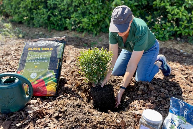 Woman measuring depth of hole using the plant.