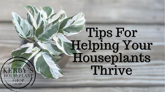 Houseplant Cover Photo for Video on "Tips for Helping Your Houseplant Thrive"