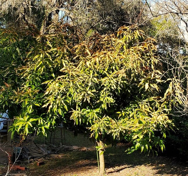 Mango Tree