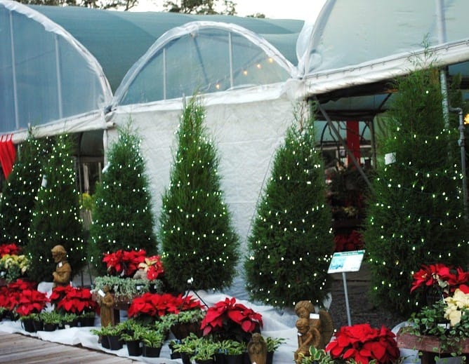 Cedar Trees at Kerby's Nursery