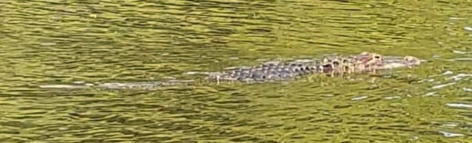 Alligator Swimming