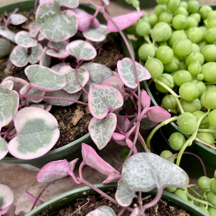 String of Hearts and String of Pearls Plants