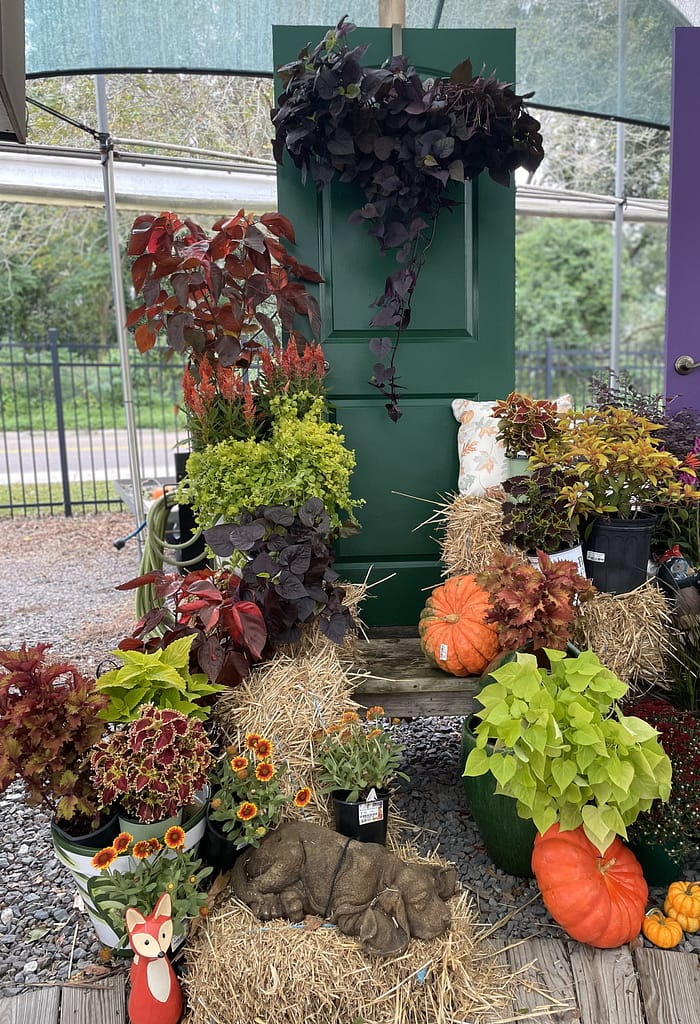 Green Door with Fall Plants and Decor