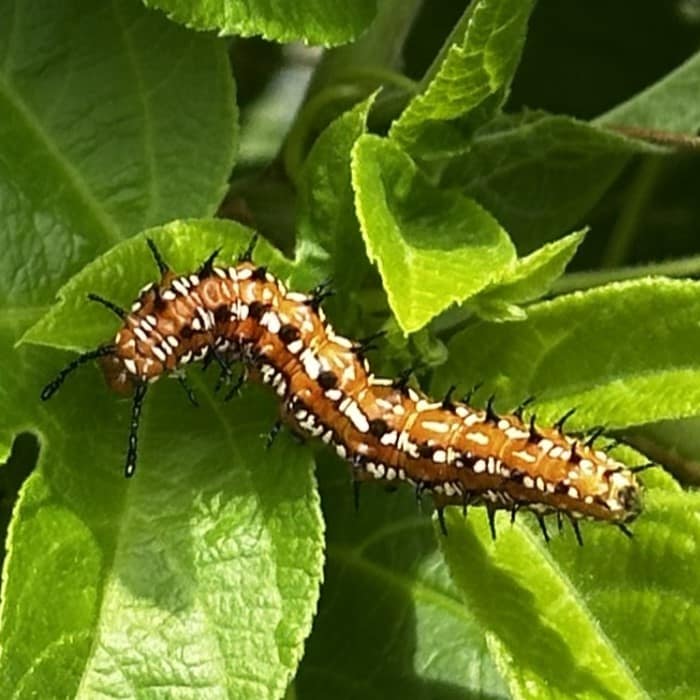 Variegated Fritillary Caterpillar on Leaves