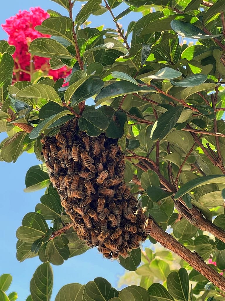 Swarm of Bees on Crape Myrtle Tree