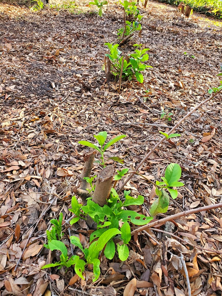 Viburnums Cut Down to the Ground, Growing Back