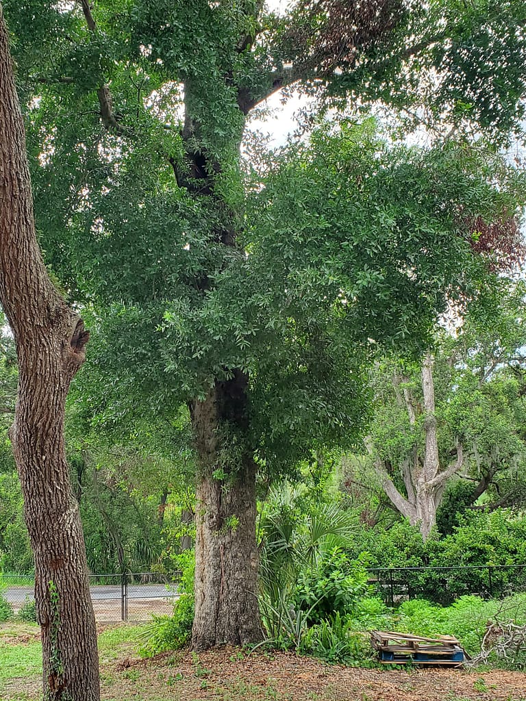 Old Tree with Hollow in Trunk