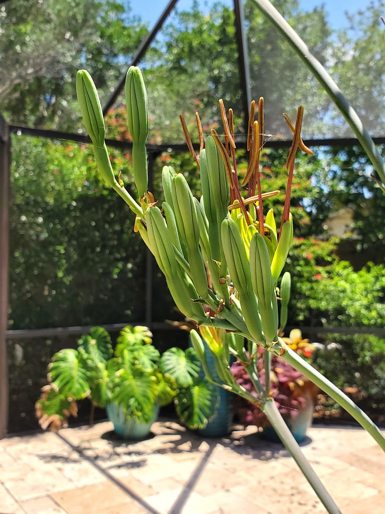 Flower of Mangave Plant