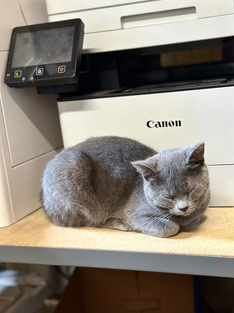 Pepper the Cat Sleeping by a Printer on a Shelf