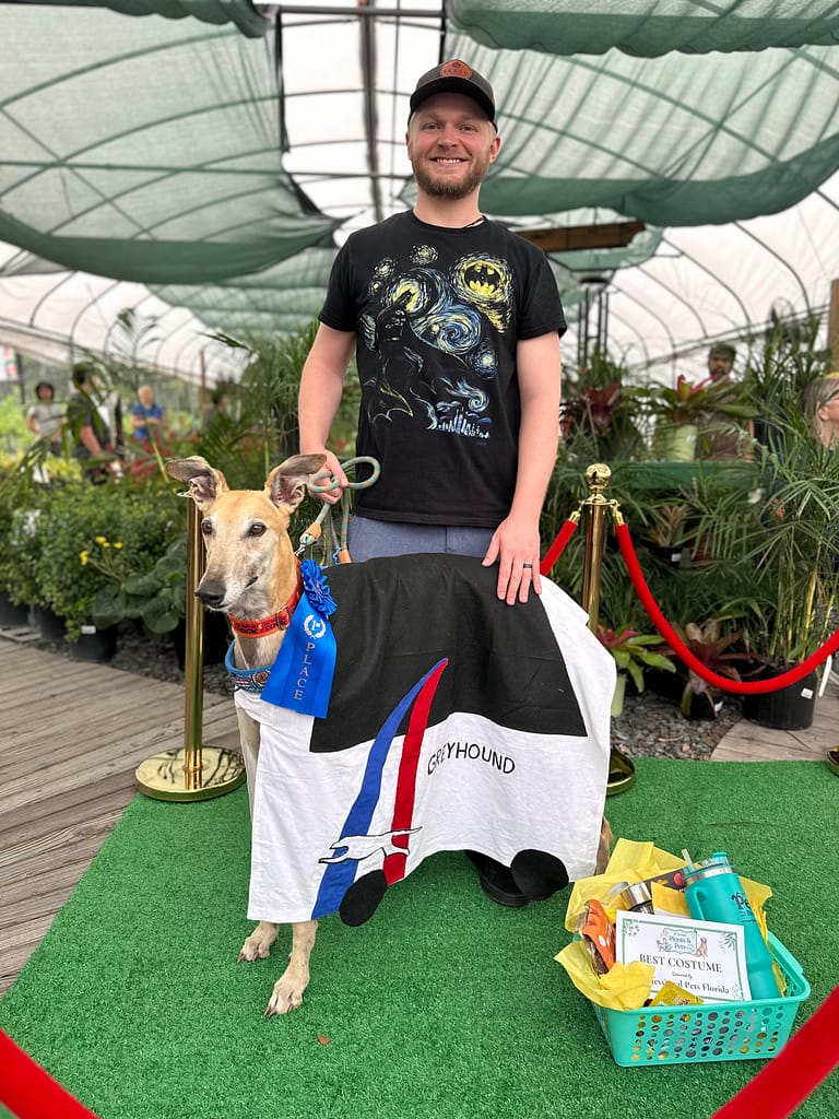 Man with Greyhound Dog Wearing a Bus Costume
