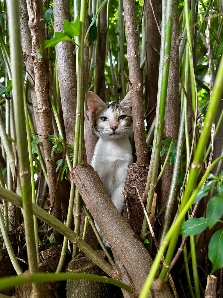 Patch the Kitten in a Shrub