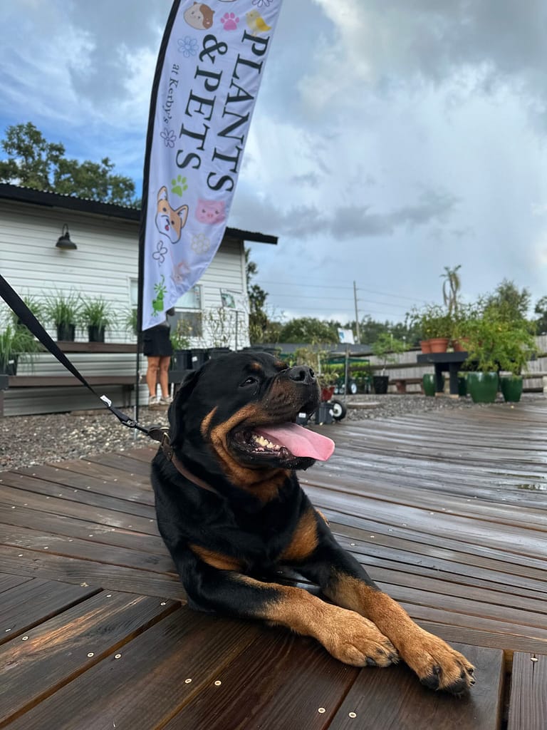 Rotweiler Dog Laying on Boardwalk in Front of Plants & Pets Sign