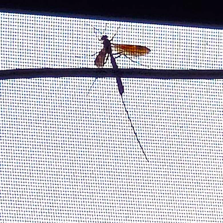 Wasp on Screen