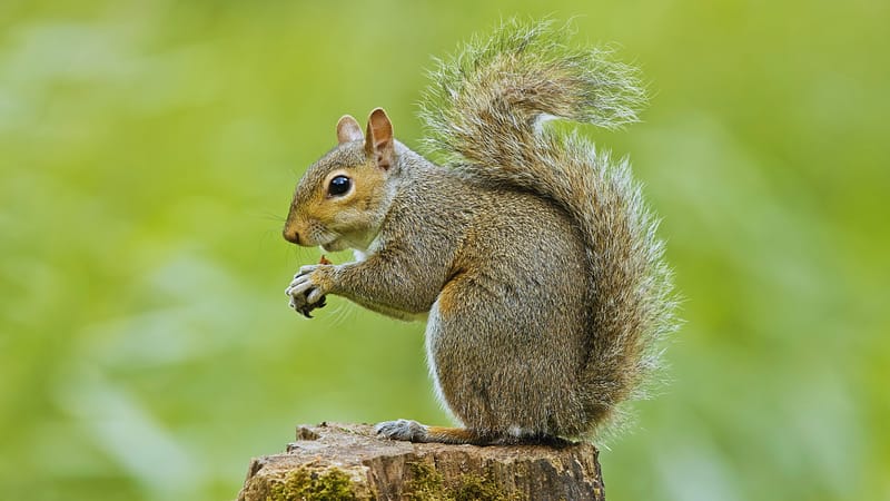 Squirrel on a Tree Stump