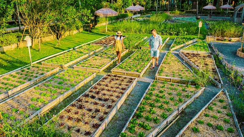 Lady and Man in Veggie Garden