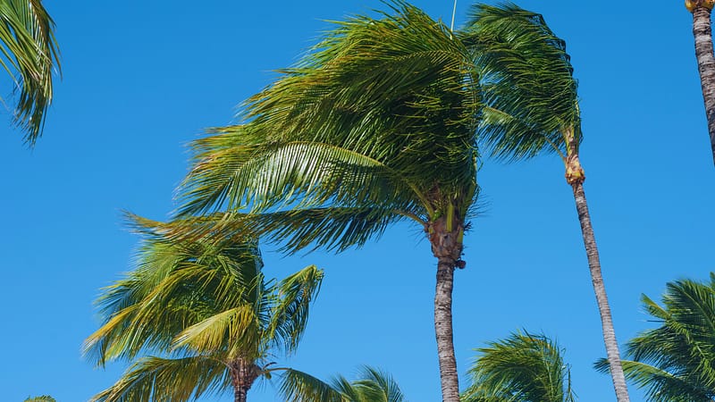 Palm Trees Blowing in the Wind