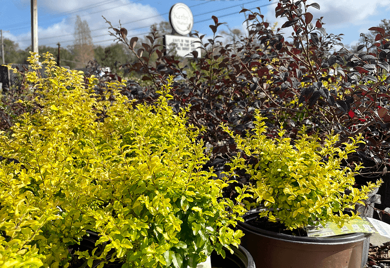 Shrubs at Kerby's Nursery