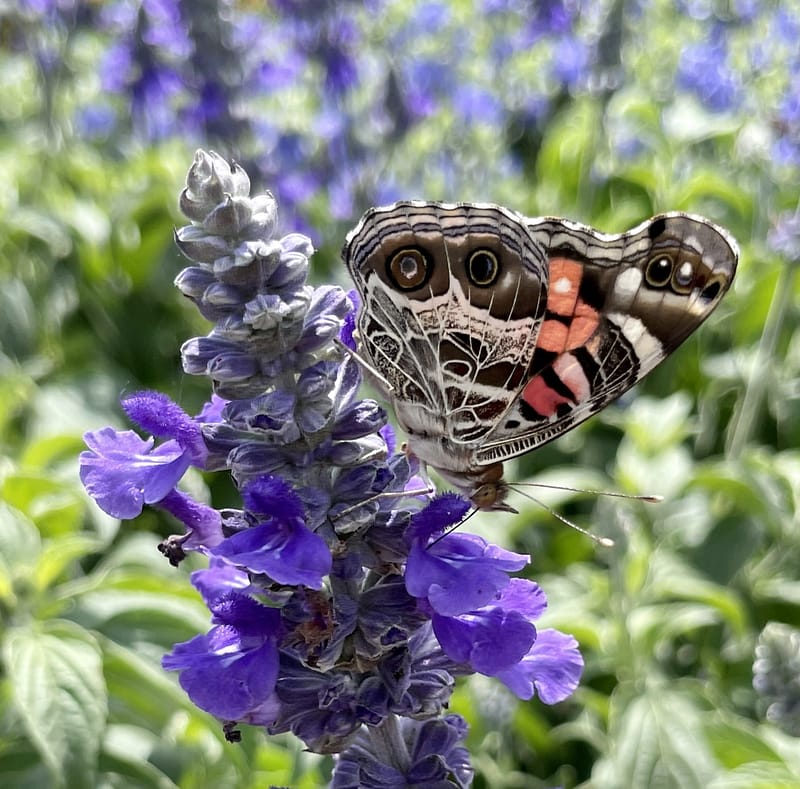 Butterfly on Salvia