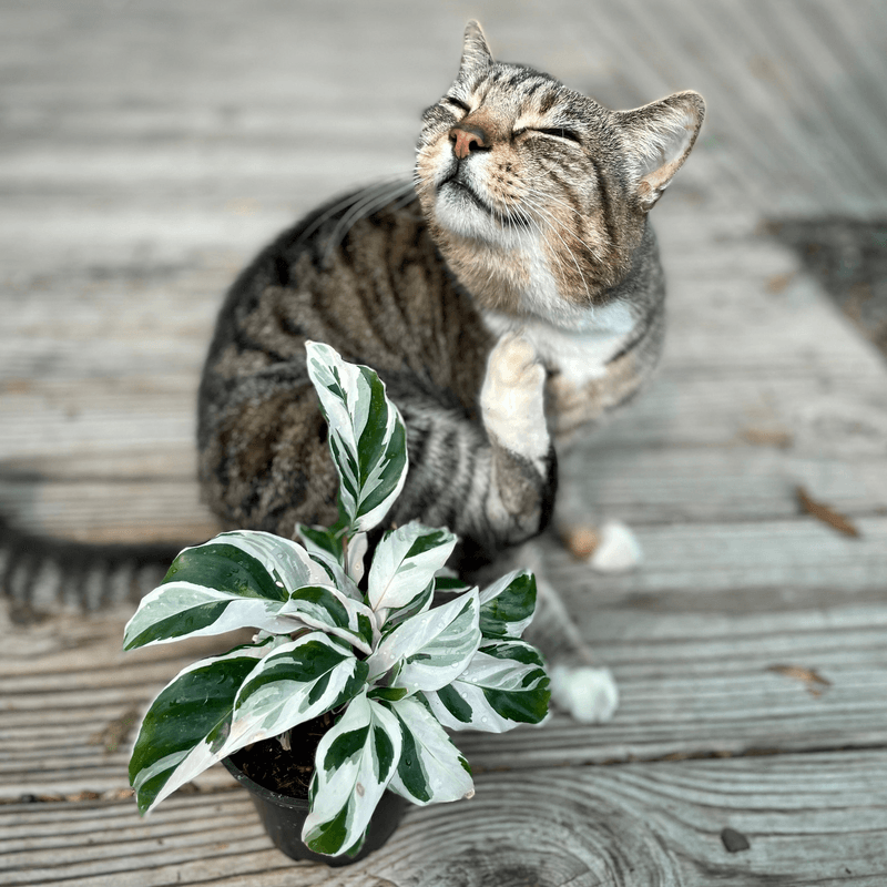 Cat and White Fusion Calathea