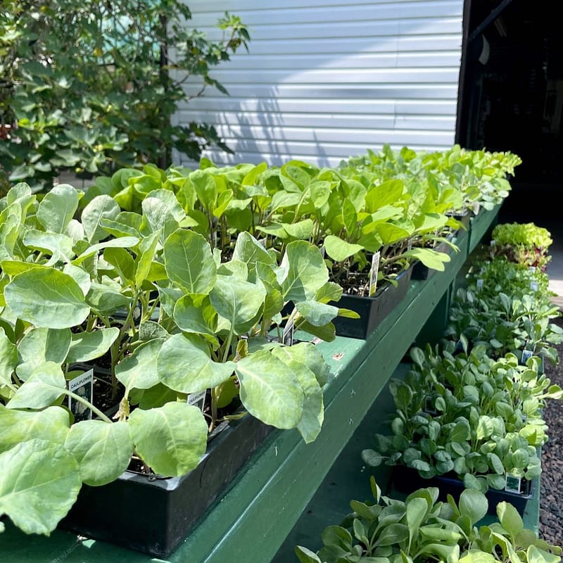 Vegetable Plants