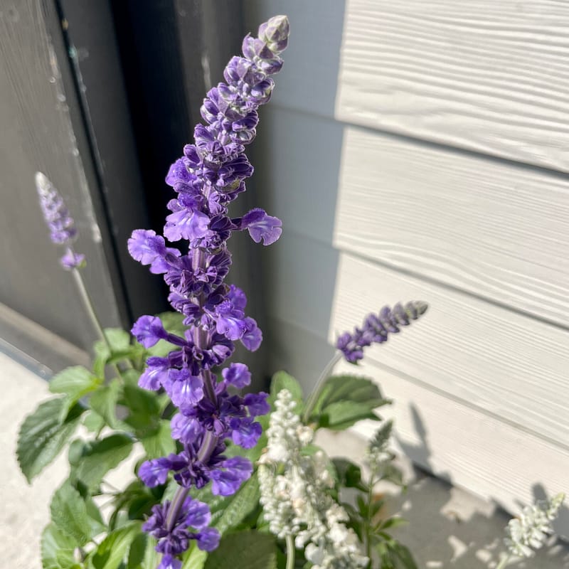 Salvia, flowers