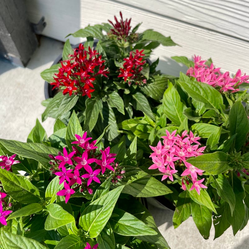 Pentas, flowers