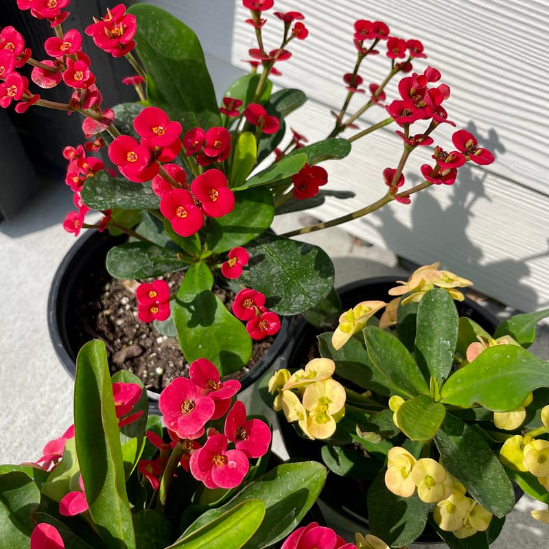 Crown of Thorns, flowers