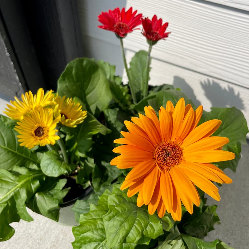 Gerbera Daisies, flowers