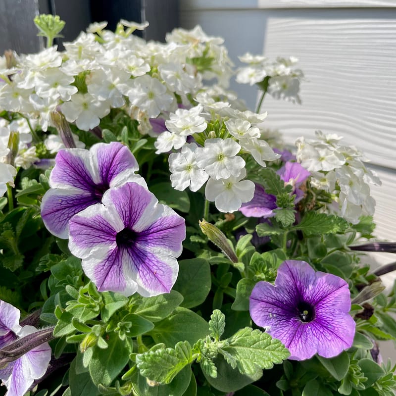 Petunias and Verbena, flowers