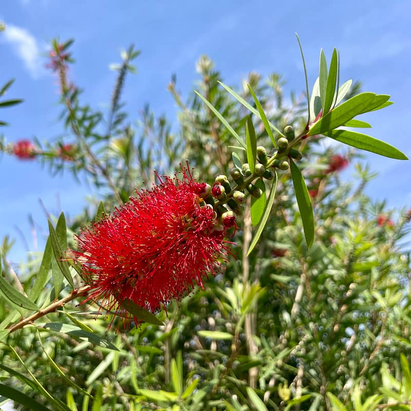 Red Cluster Bottlebrush Tree